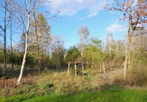 Waldfläche im Stadtpark mit neuen Setzlingen