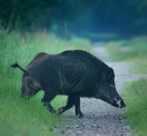 Keiler im Eichwald 2024 © Bent Knoll Keiler im Eichwald 2024