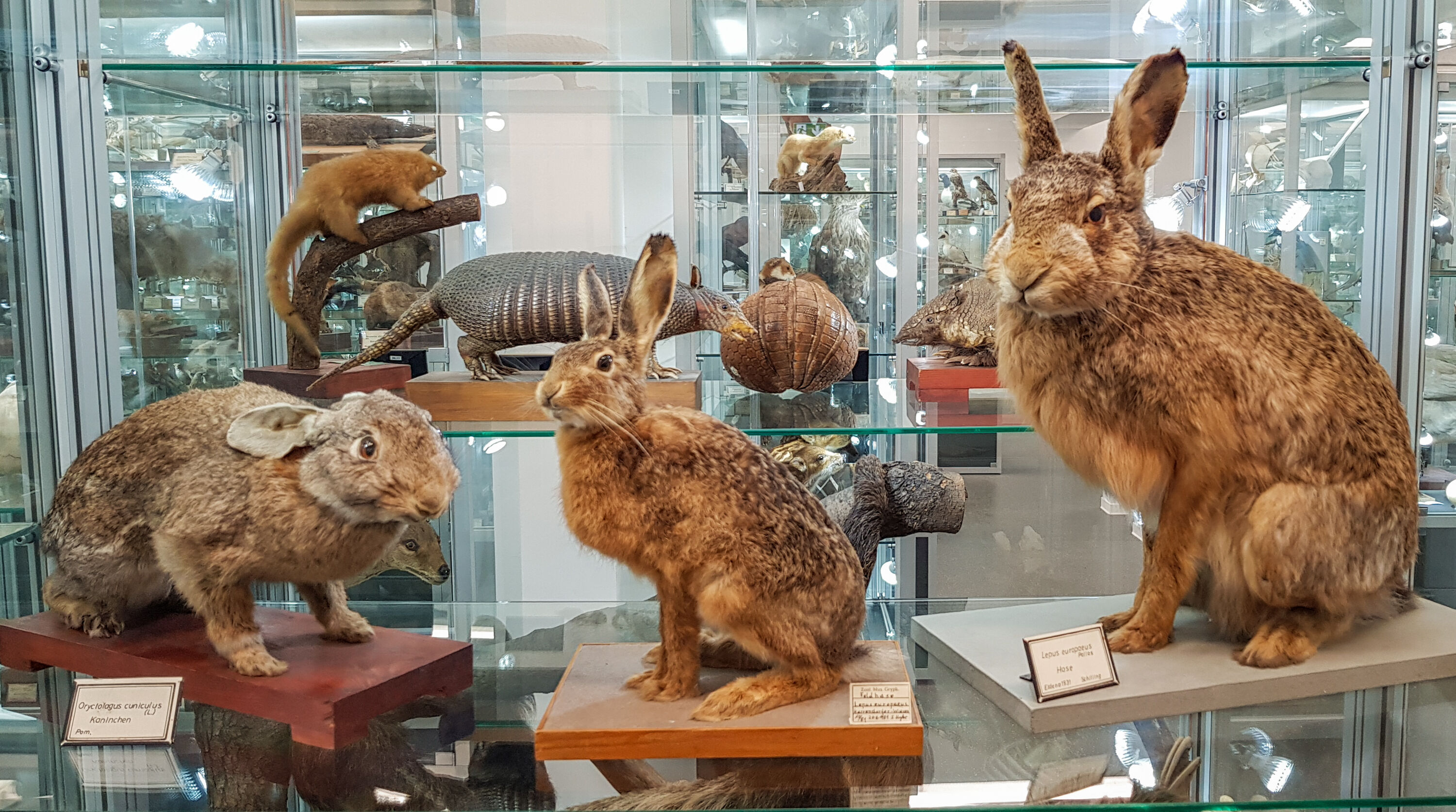 Hasen in der Sammlung des Zoologischen Museums