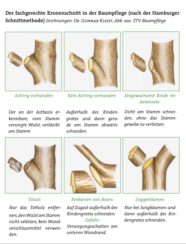 Baumschnitt_2