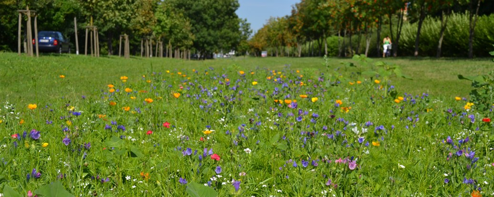 Wildblumenfeld entlang der Anklamer Straße