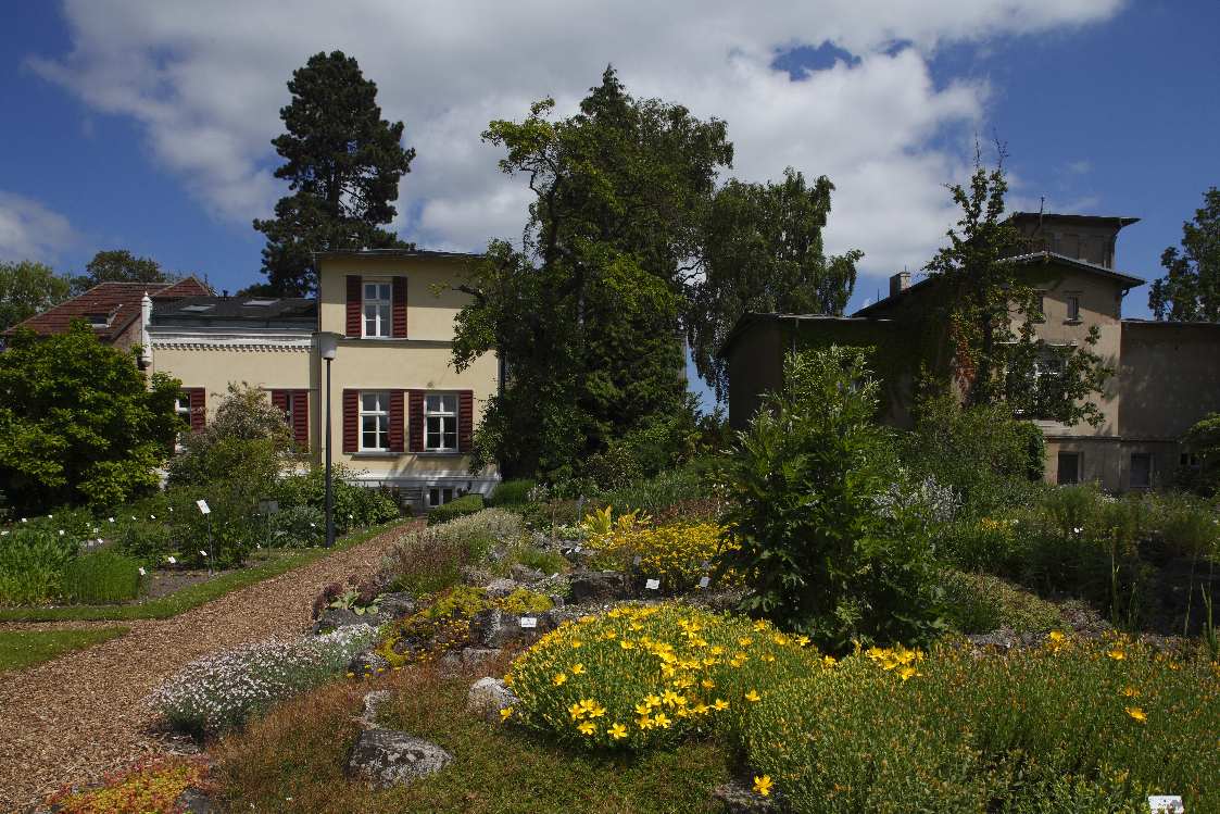 Blühende Hochgebirgspflanzen im Botanischen Garten