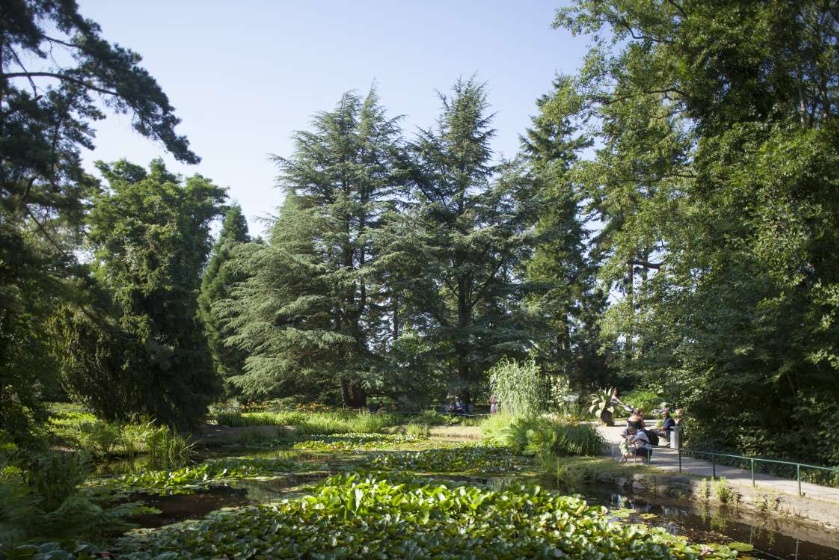 Spaziergang durch das Arboretum in der Friedrich-Ludwig-Jahn-Straße. - © Pressestelle Spaziergang durch das Arboretum in der Friedrich-Ludwig-Jahn-Straße.