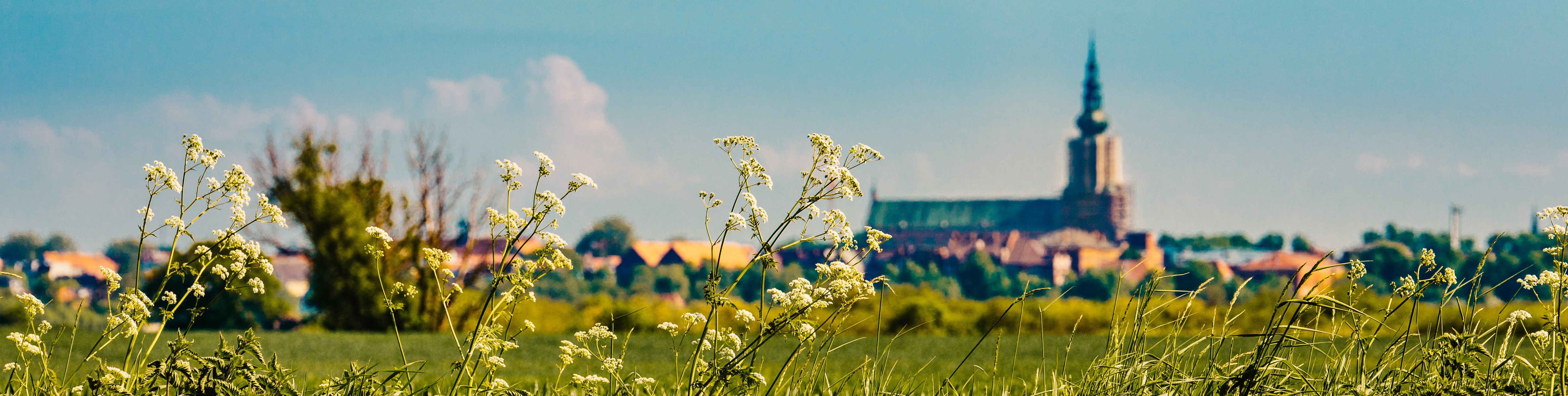 Blick auf Greifswald von den Salzwiesen aus