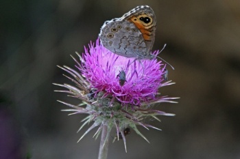 CD Schmetterling auf Blume
