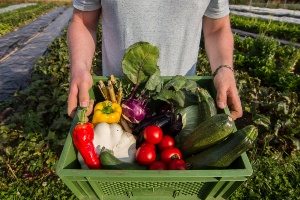 Ein Mensch hält einen Korb mit unterschiedlichen Gemüsesorten in der Hand.
