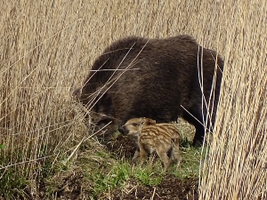 Wildschweine In Greifswald