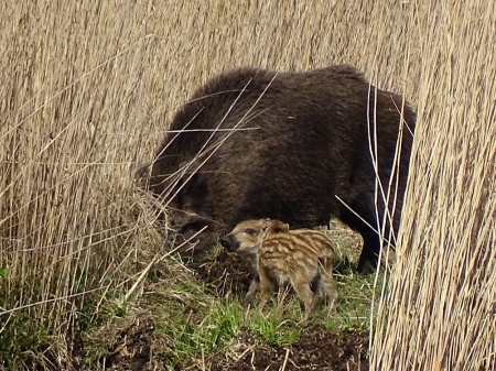 Christine Dembski Wildschweine im Schilf