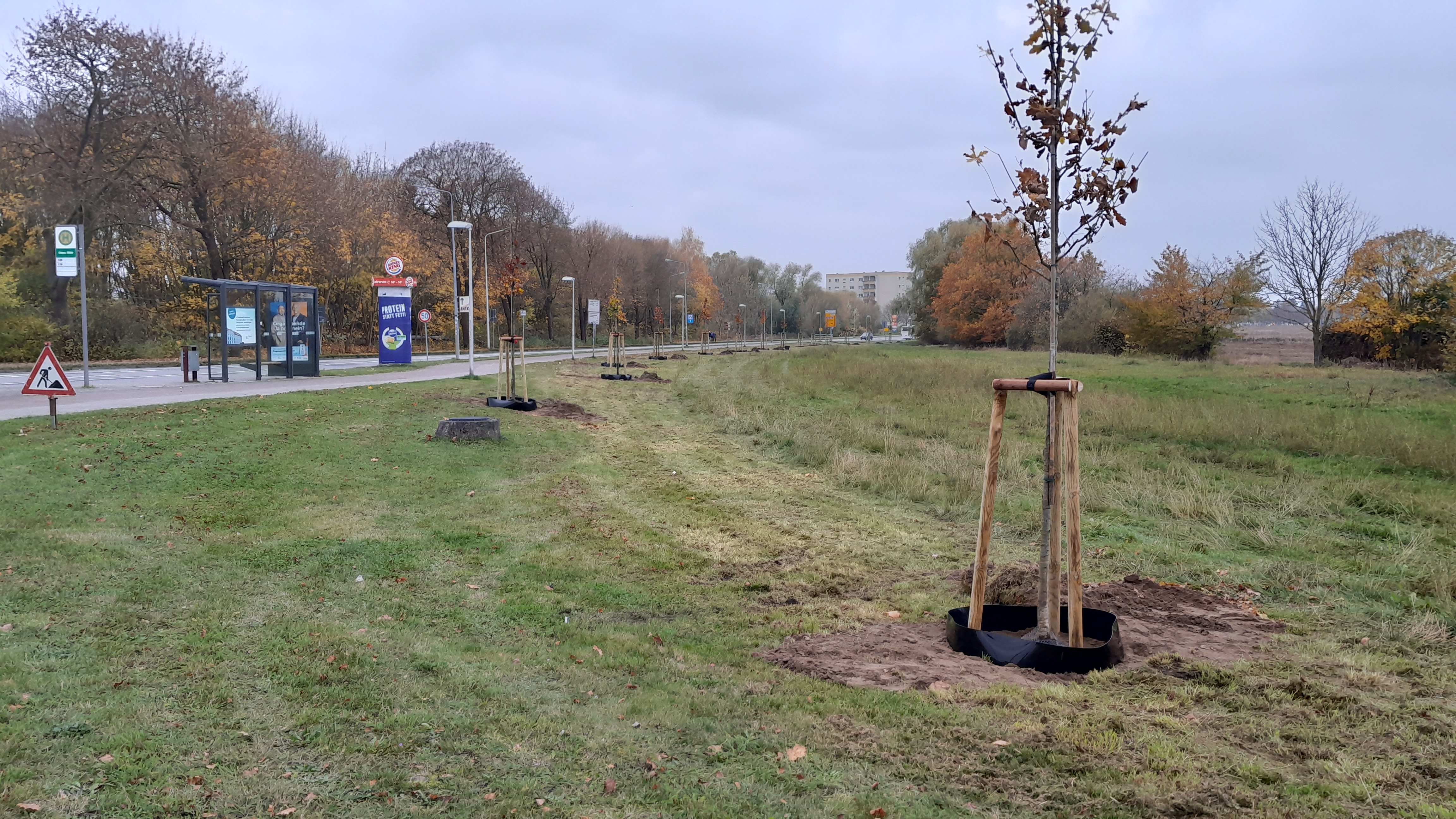 Eine Reihe neu gepflanzter Bäumen entlang einer Straße im Hintergrund ist ein Haus zu sehen