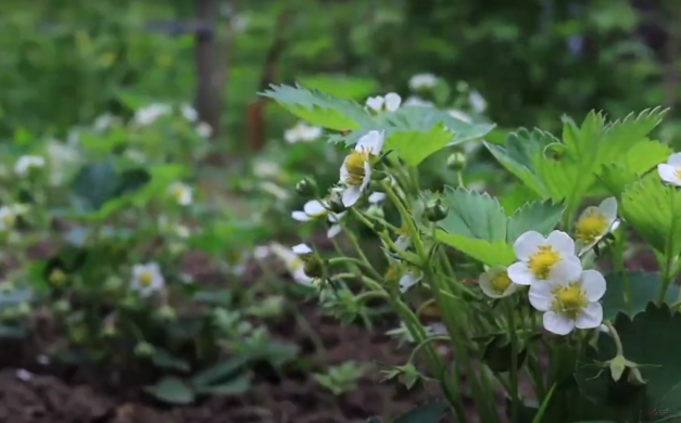 Gemeinschaftsgarten Bunte Flora © Wirtschaftsakademie Nord Blühende Pflanzen im Gemeinschaftsgarten Bunte Flora in Schönwalde II