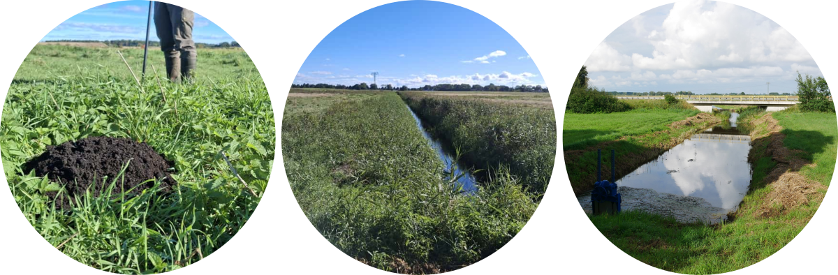 Anzeichen Moor Anzeichen Moor