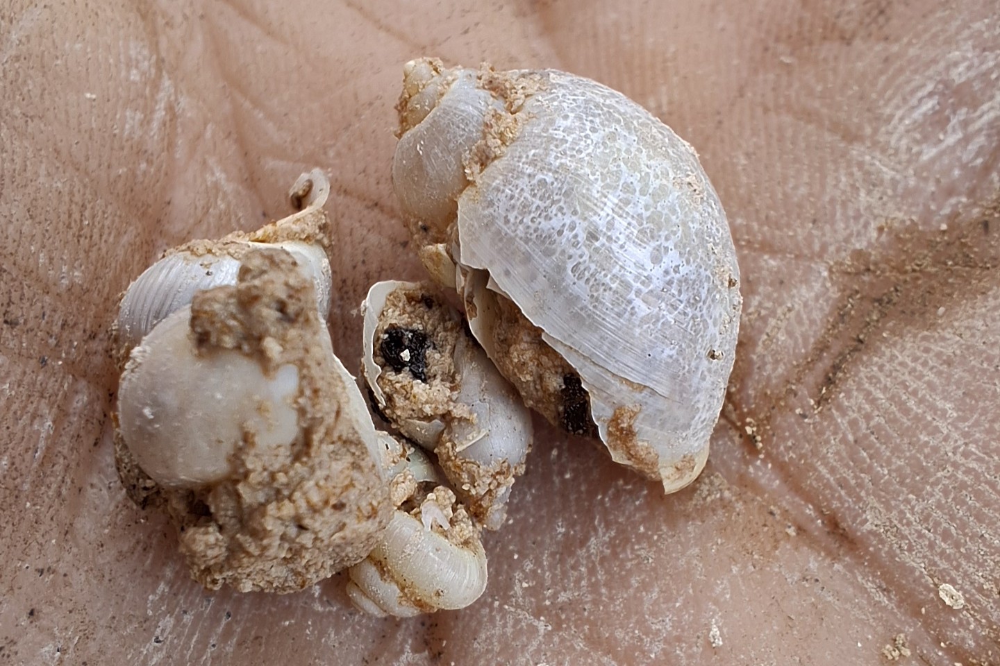 Mooren dienen als Bodenarchive und können auch Muscheln und Schnecken über lange Zeit erhalten. 