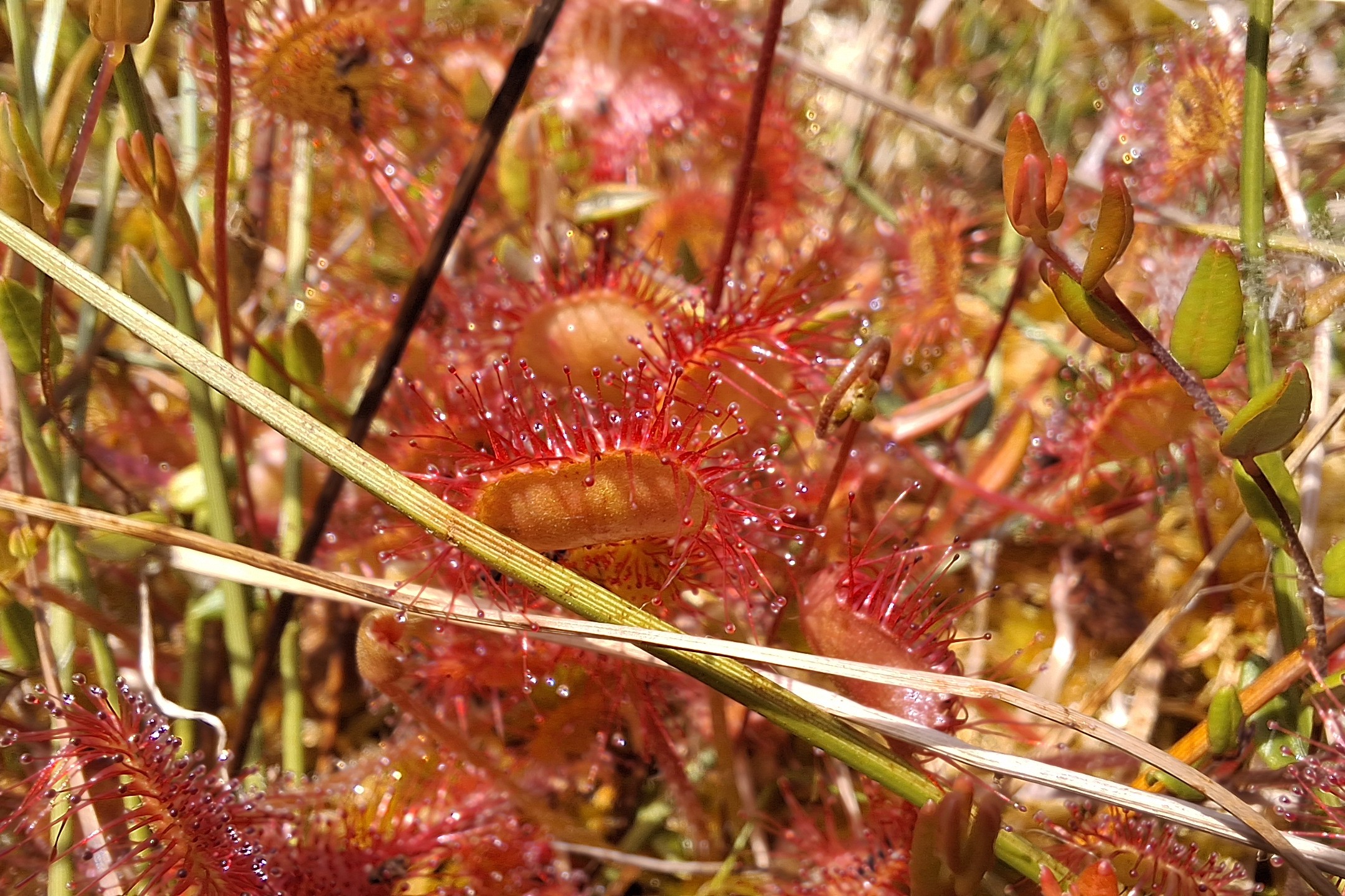 Seltene Pflanzen wie der Sonnentau finden in Mooren einen geeigneten Lebensraum. 