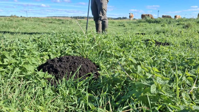 Torffrei gärtnern Bild