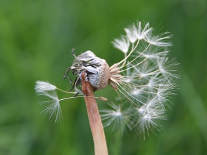 Pusteblume