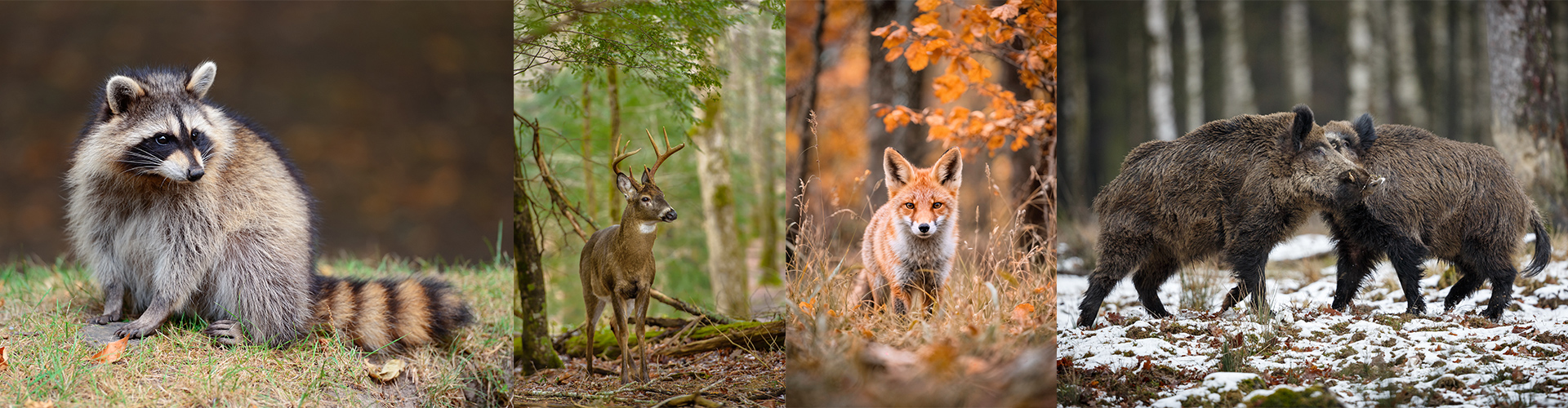 Wildtiere wie Waschbären, Rehe, Füchse und Wildschweine besiedeln den Greifswalder Stadtforst