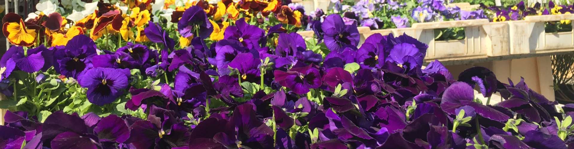 Gartenmarkt - &copy; Pressestelle
