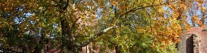 Klosterruine Eldedena im Herbst