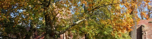 Klosterruine Eldedena im Herbst