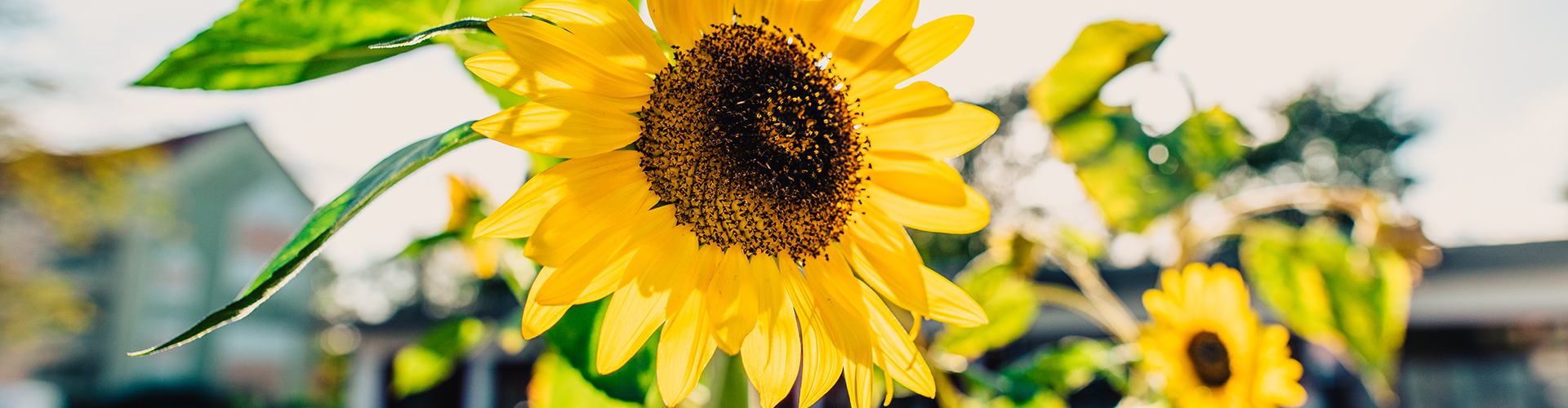 Natur(WallyPruss)_2_1920x500px - &copy; Wally Pruß
