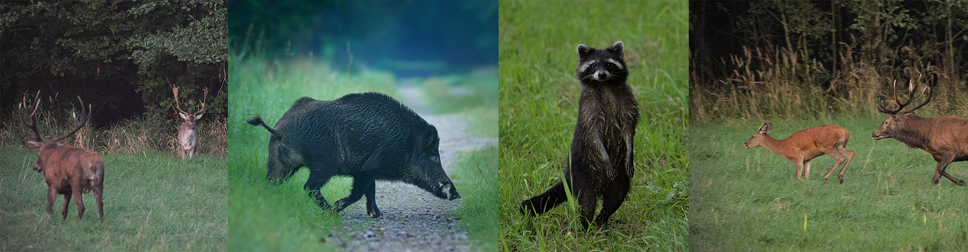 Wildtiere im Greifswalder Stadtforst © Bent Knoll Wildtiere im Greifswalder Stadtforst