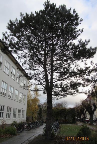 /export/sites/hgw/de/.galleries/Pressestelle-Pressemitteilungen/Baum-Arndtschule-Foto-Immobilienverwaltungsamt.jpg