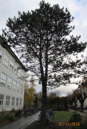 Baum Arndtschule, Foto Immobilienverwaltungsamt