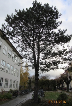 Baum Arndtschule, Foto Immobilienverwaltungsamt - © Immobilienverwaltungsamt Baum Arndtschule, Foto Immobilienverwaltungsamt