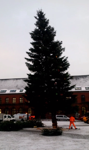 Die Halterung wird gelöst, der Baum fällt.