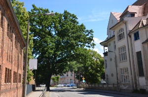 Eiche am Jahn-Gymnasium