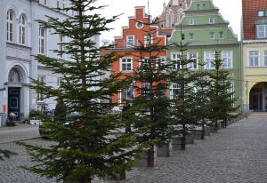 Tannenbäume vor dem Rathaus