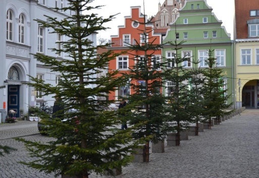 Tannenbäume vor dem Rathaus
