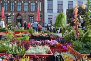 Blumenstände beim Erntedankmarkt in Greifswald