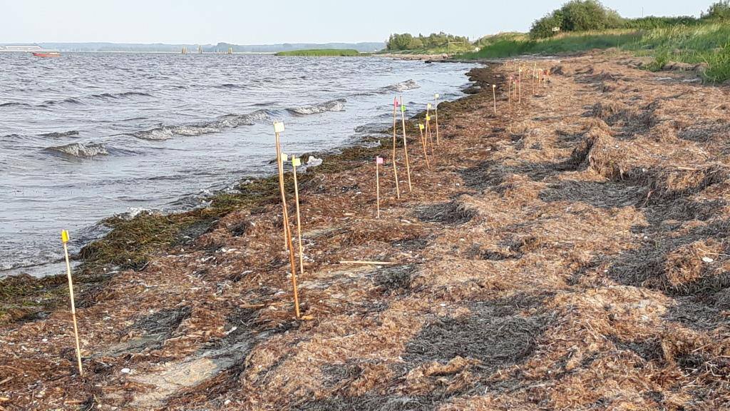 /export/sites/hgw/de/.galleries/Pressestelle-Pressemitteilungen/Fettklumpen-am-Strand-von-Ladebow-Foto-NABU-Nils-Moellmann-4-Kopie.jpg