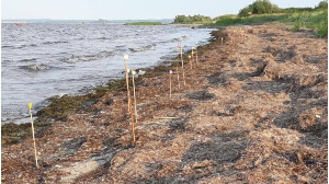 Fettklumpen am Strand von Ladebow - © Nabu Nils Möllmann Fettklumpen am Strand von Ladebow