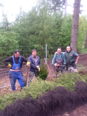 Mitarbeiter der Baumschule Schrader aus Eichhorst in Brandenburg helfen bei der Aufforstung