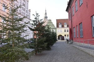 Weihnachtstannen vor dem Rathaus