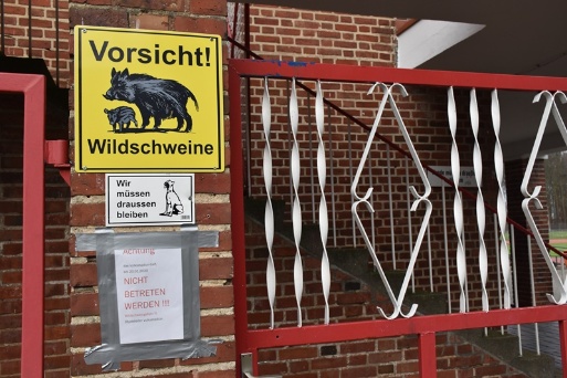 Volksstadion wegen Wildschweingefahr gesperrt
