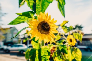 Sonnenblume in Greifswald - © Wally Pruß Sonnenblume in Greifswald