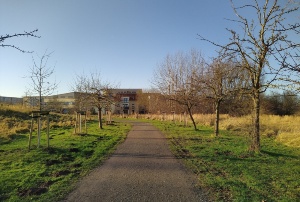 die Obstbaumallee im Ostseeviertel Ryckseite