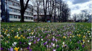 Frühblüher am Schießwall