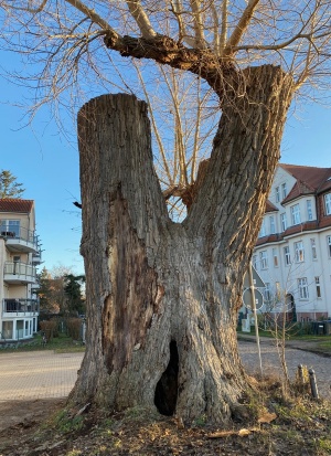 Rückseite der Schwarzpappel in der Hans-Fallada-Straße