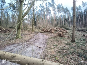 umgestürzte Bäume im Greifswalder Stadtforst