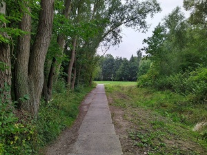 Alter Betonplattenweg im Stadtpark