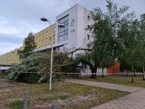 Umgestürzter Baum in der Rigaer Straße 21 in Folge des starken Unwetters am 25. Juli 2022