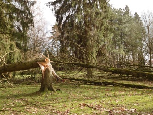 umgestürzte Bäume auf dem neuen Friedhof