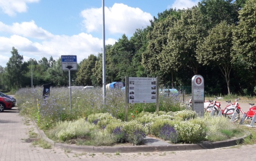 Blick auf die Blühfläche in Ladebow mit einem Hinweisschild, die sich inmitten eines Parkplatzes befindet