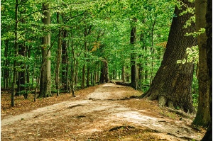 Spazierweg und Bäume im Greifswalder Elisenhain