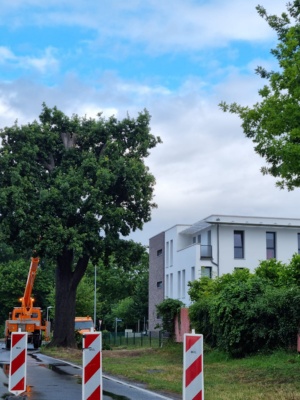 Mit Hilfe eines Hubwagens werden erst Äste im oberen Bereich des Baumes entfernt, bevor die Eiche komplett gefällt wird. - © Tiefbau- und Grünflächenamt Mit Hilfe eines Hubwagens werden erst Äste im oberen Bereich des Baumes entfernt, bevor die Eiche komplett gefällt wird.