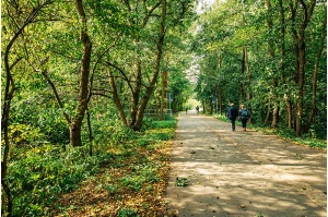 Fußgänger spazieren im Stadtpark entlang der Pappelallee in Greifswald